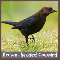 Brown-headed Cowbird